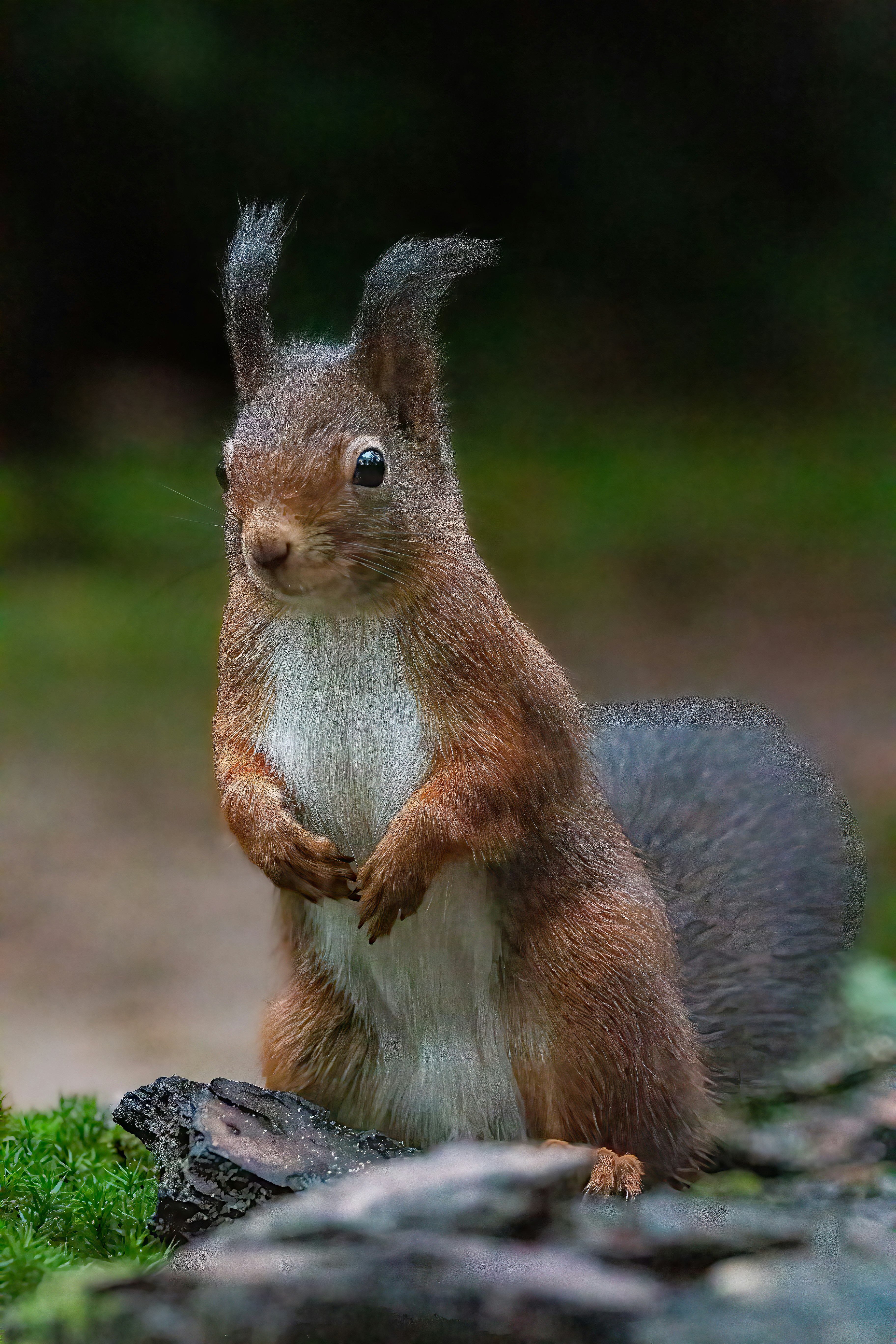 Photo by kennygoossen