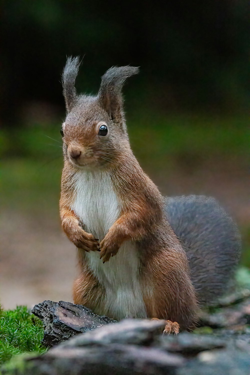 a squirrel standing on a rock