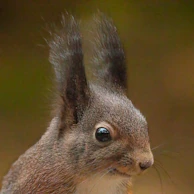a brown rabbit with black ears