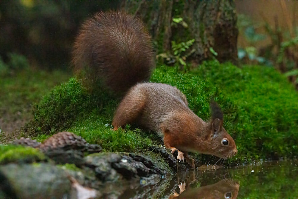 a squirrel standing on a rock by a stream