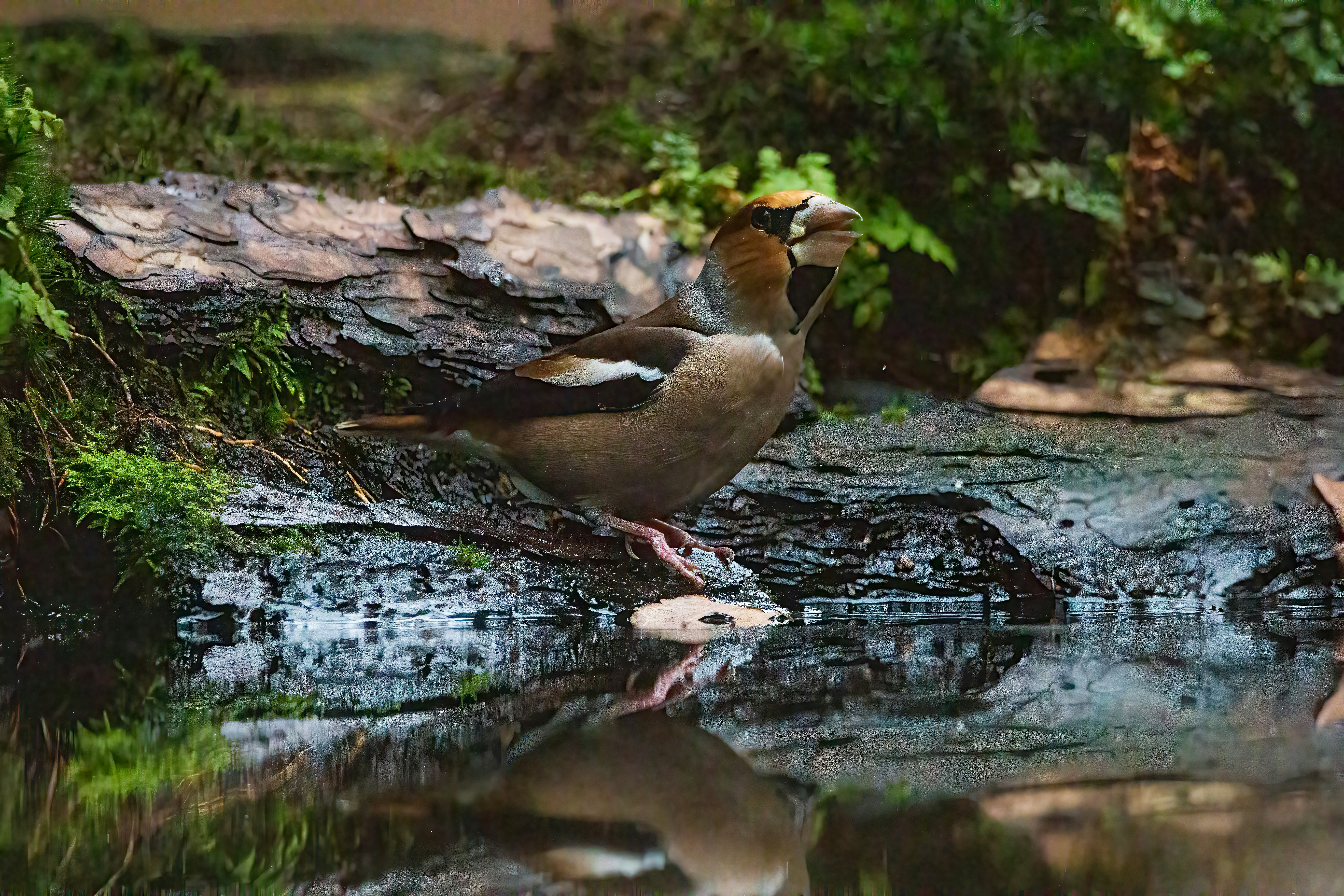 Photo by kennygoossen