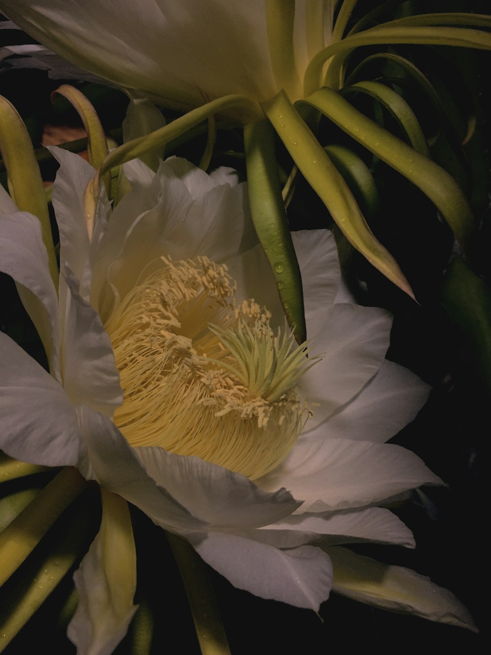 a close up of a flower