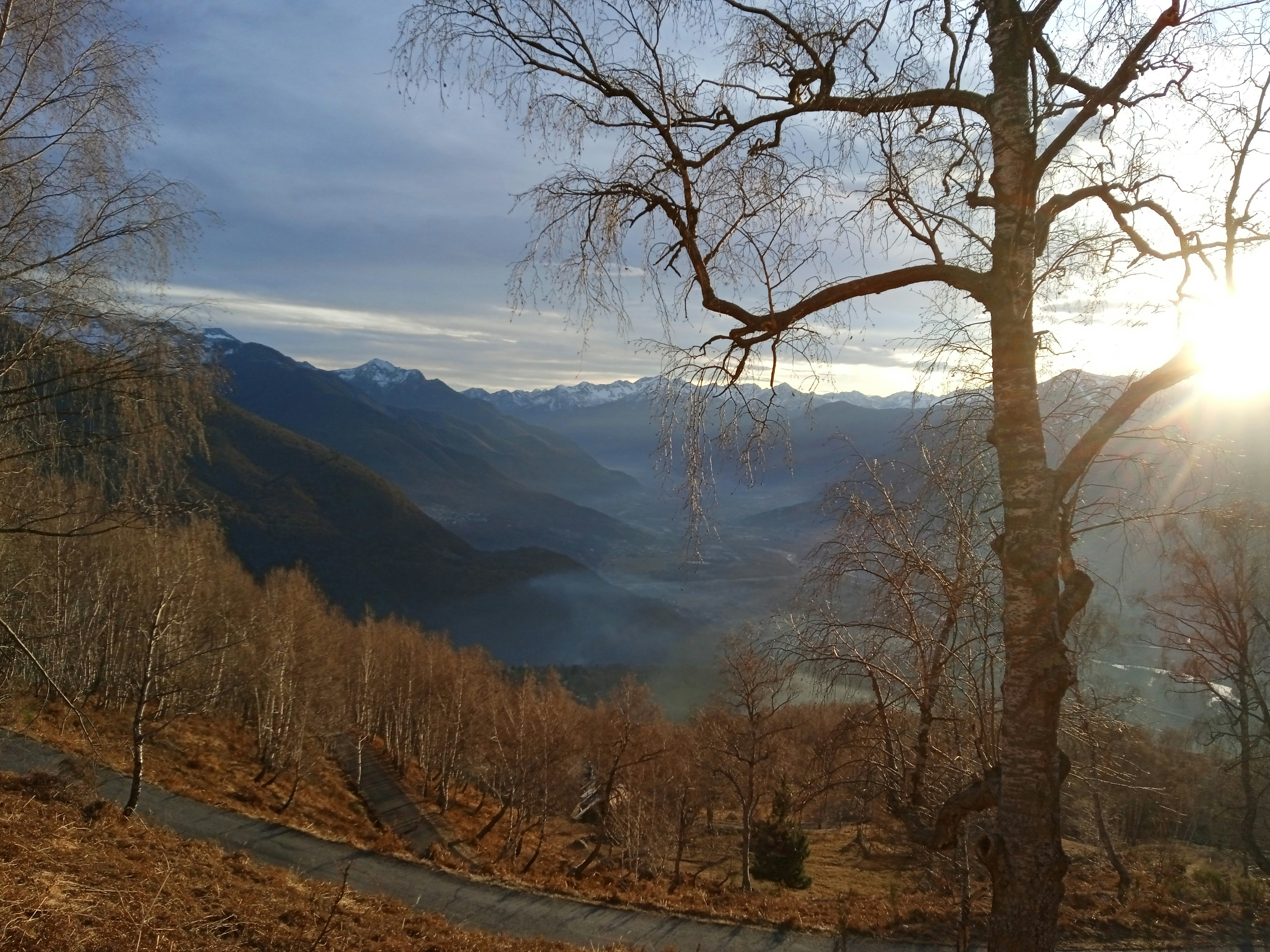 Ein Baum in einem Tal