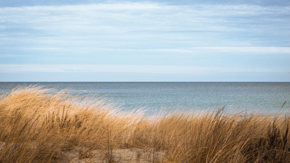 a grassy area with water in the background