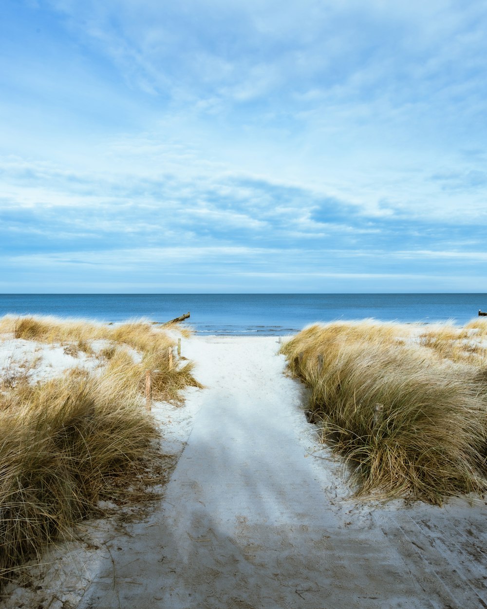 a sandy beach with tall grass