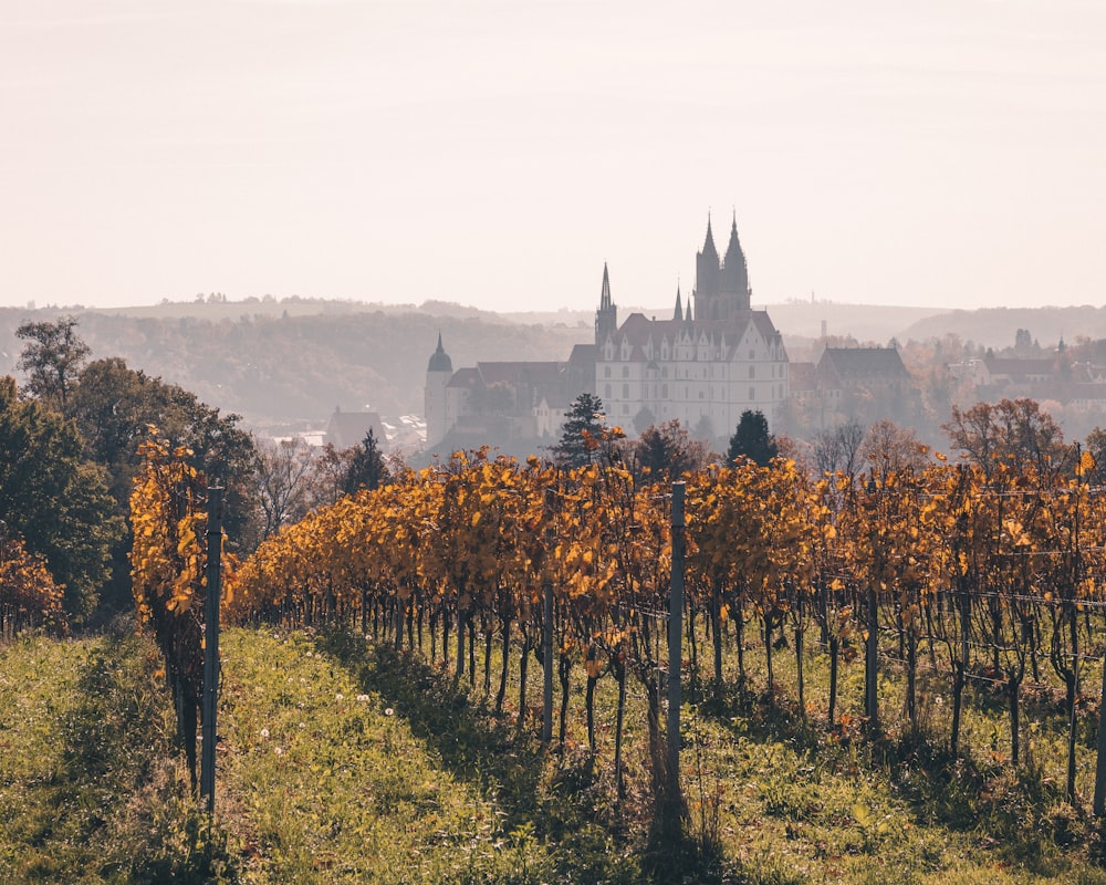 a field of trees with a castle in the background