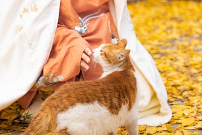 Bright orange cat mascot interacting with a magnetic lead generation dashboard.