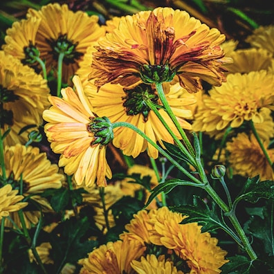 Vibrant flowering plants bursting with color, ready for bulk supply.