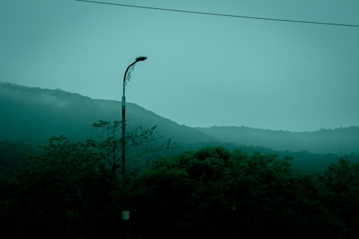 a street light in the middle of a forest