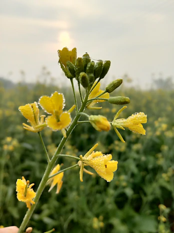 Close-up of a glass bottle filled with golden mustard oil against a backdrop of blooming mustard fields under a warm sun.