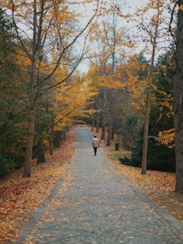 a person walking on a path in a forest