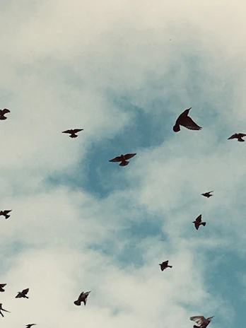 Wide shot of free-range birds moving around the setup, combining walking, running, and flying.