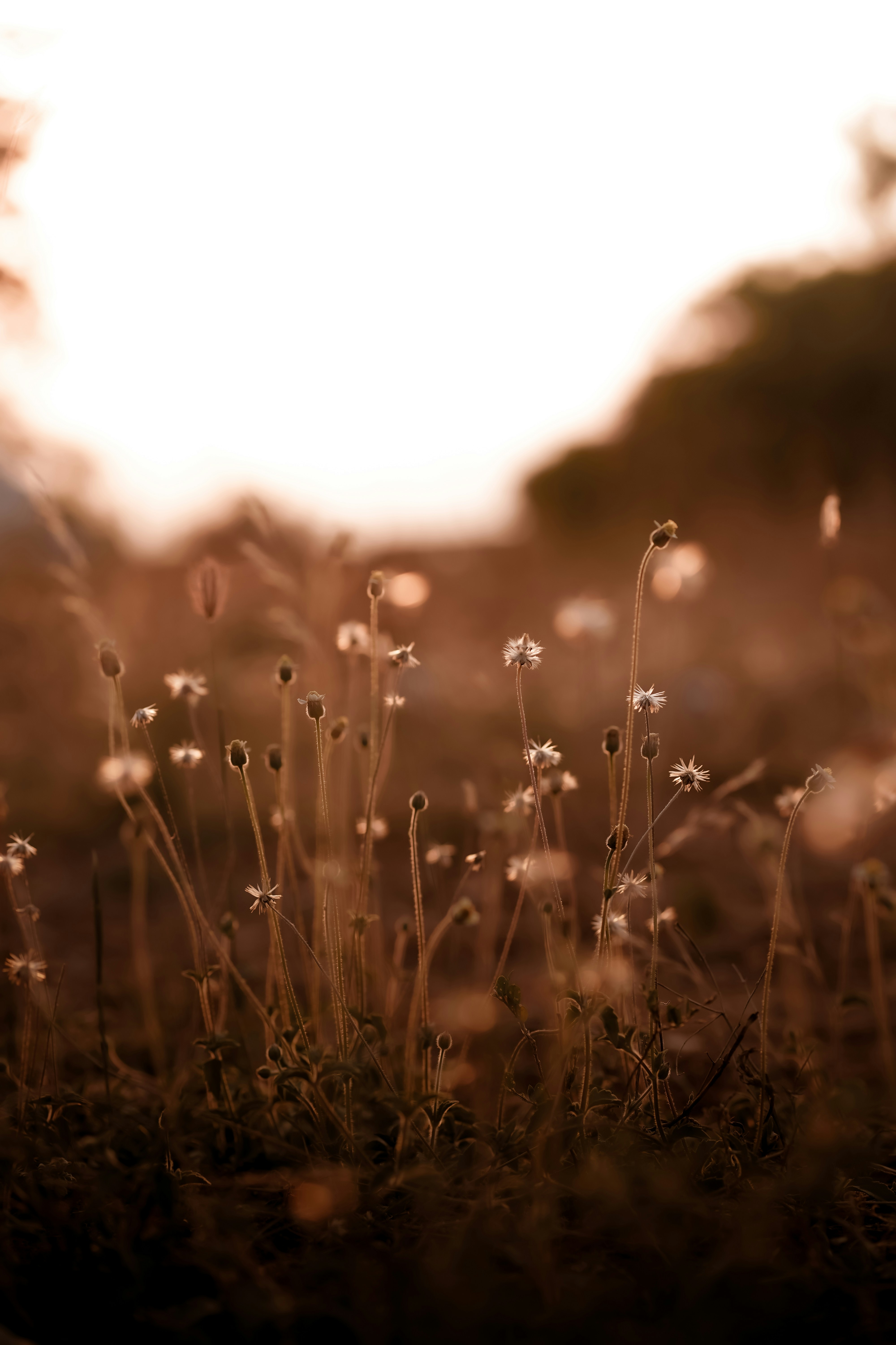 How Age Affects MS Treatment Benefits