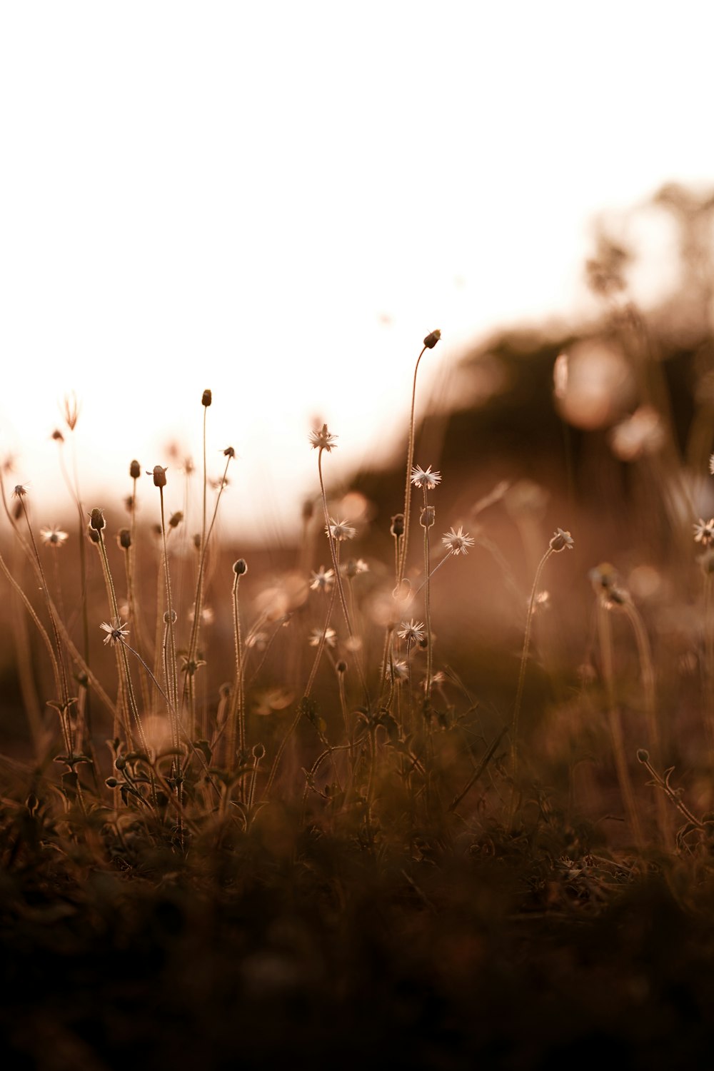 a field of grass with flowers