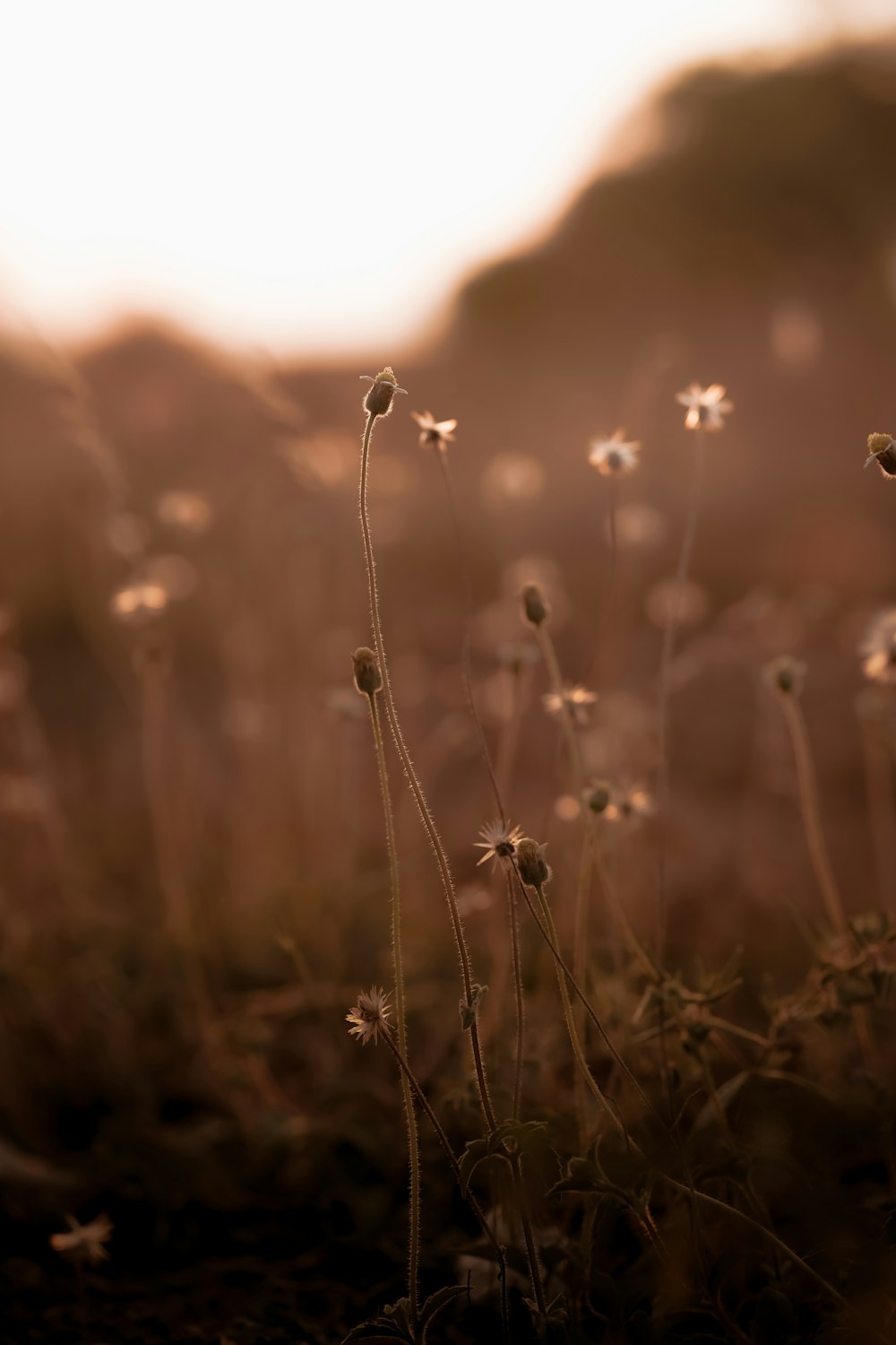 a close up of a plant