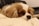 A small dog with long, silky fur resting its head on a soft, white knitted blanket. Its coat features various shades of brown and white. The dog appears relaxed and comfortable on a dark leather sofa, looking slightly to the side.