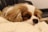 A small dog with long, silky fur resting its head on a soft, white knitted blanket. Its coat features various shades of brown and white. The dog appears relaxed and comfortable on a dark leather sofa, looking slightly to the side.