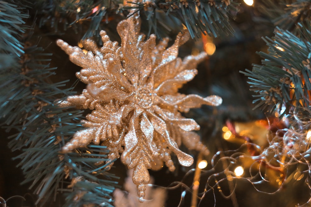 a pine cone on a tree