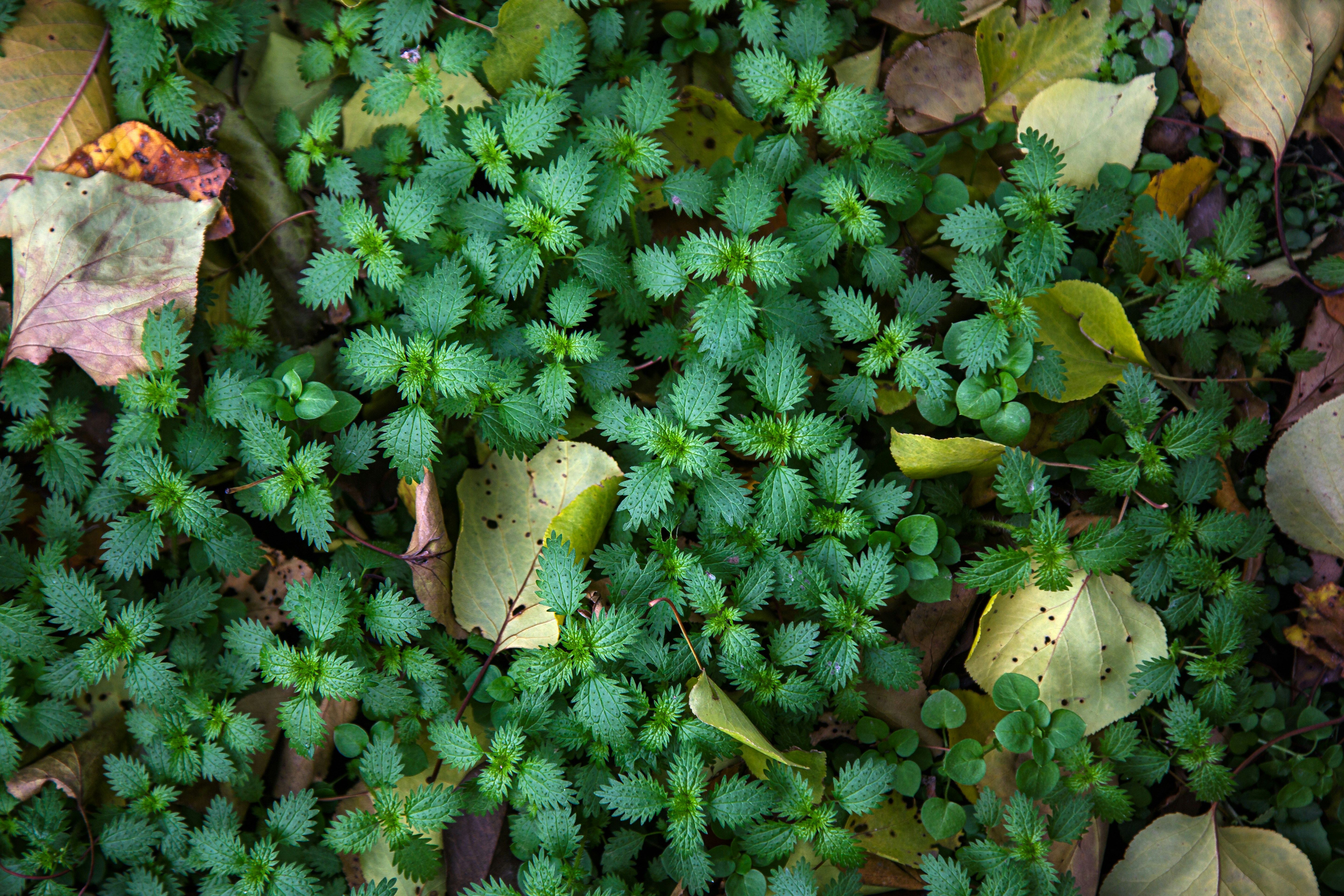 Photo by malygos6000