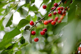 A cluster of ripe red cherries hangs from a tree branch surrounded by dense, vibrant green leaves. The cherries are shiny and smooth, indicating fresh, juicy fruit. The background is a soft blur, bringing attention to the sharp focus on the cherries and foliage.