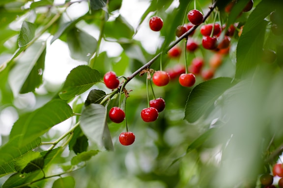 A cluster of ripe red cherries hangs from a tree branch surrounded by dense, vibrant green leaves. The cherries are shiny and smooth, indicating fresh, juicy fruit. The background is a soft blur, bringing attention to the sharp focus on the cherries and foliage.