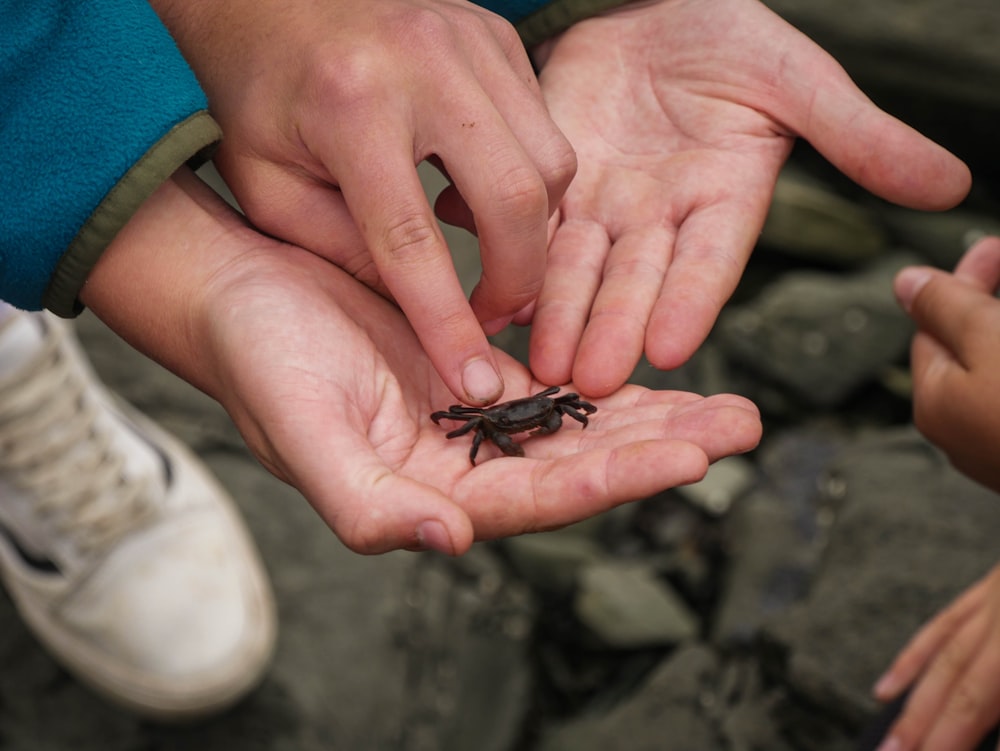 a person holding a small insect