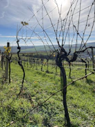 Sunlit rows of kiwi vines stretching across the farm at dawn
