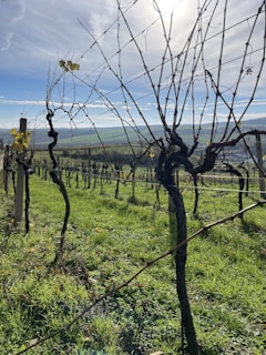 Wide shot of a healthy vineyard with lasers active and no birds present under a clear sky.