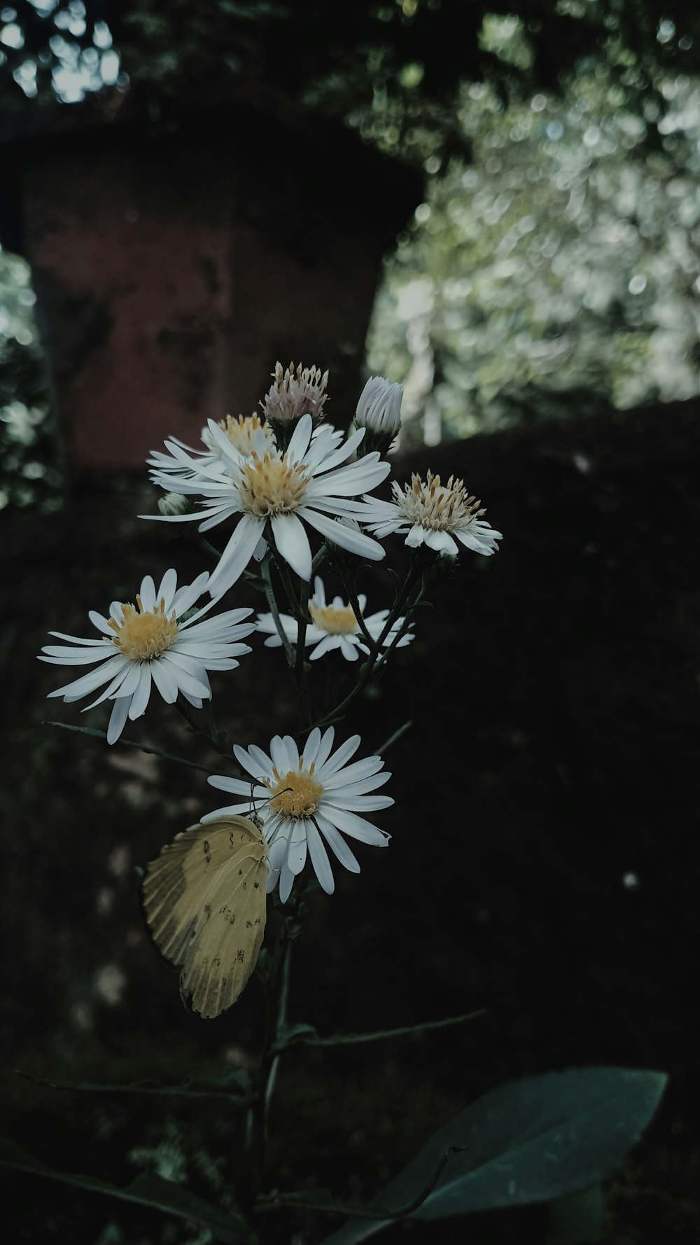 a butterfly on a flower