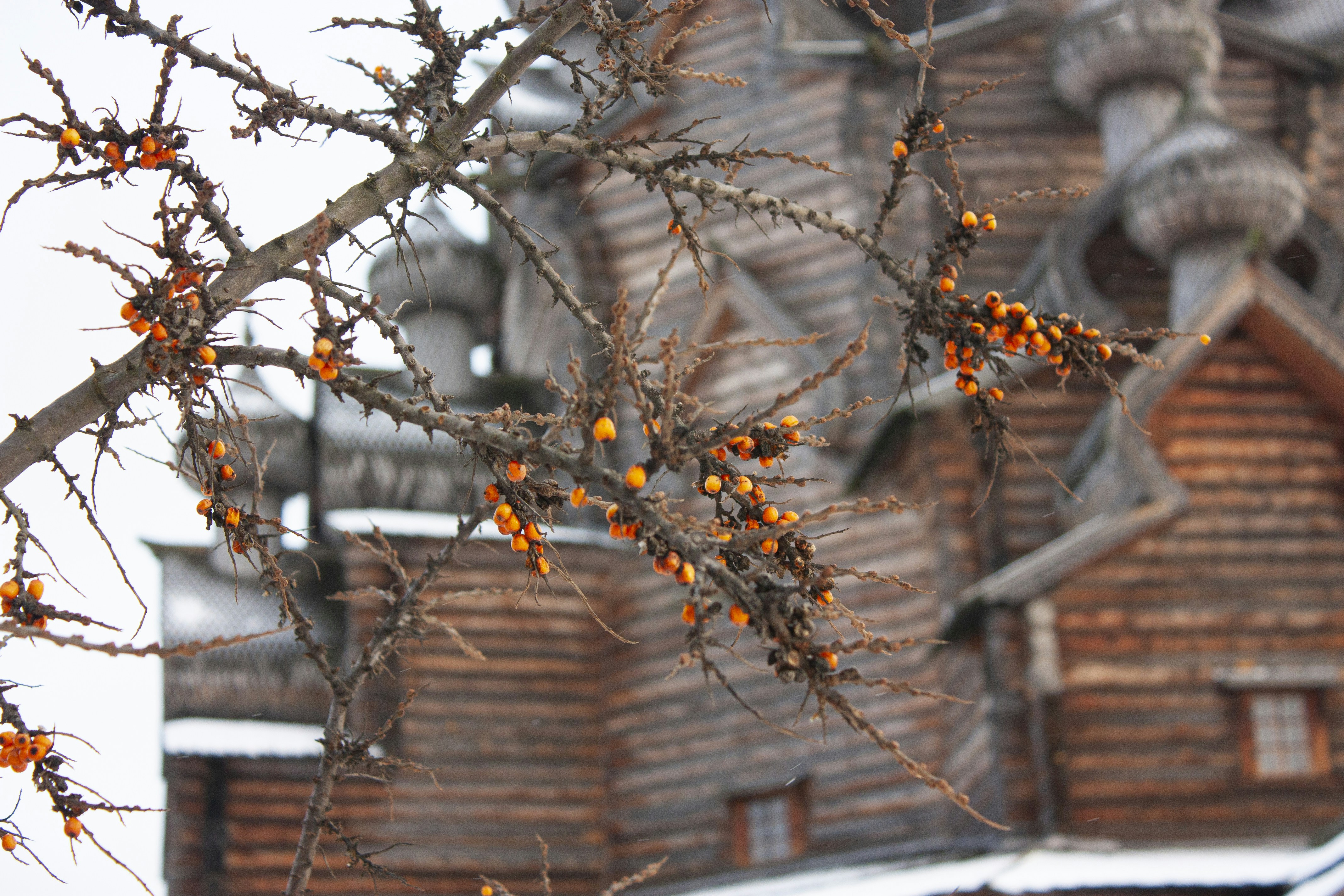 Sea Buckthorn