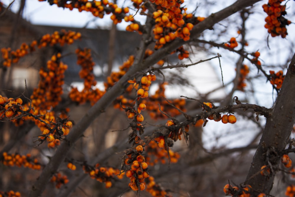 Un árbol con bayas de naranja
