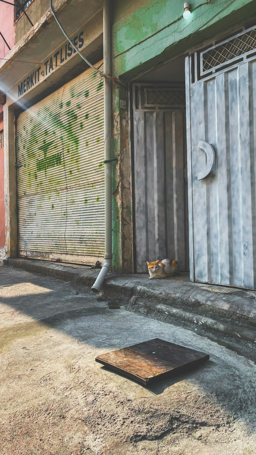 a cat lying on the ground outside a building