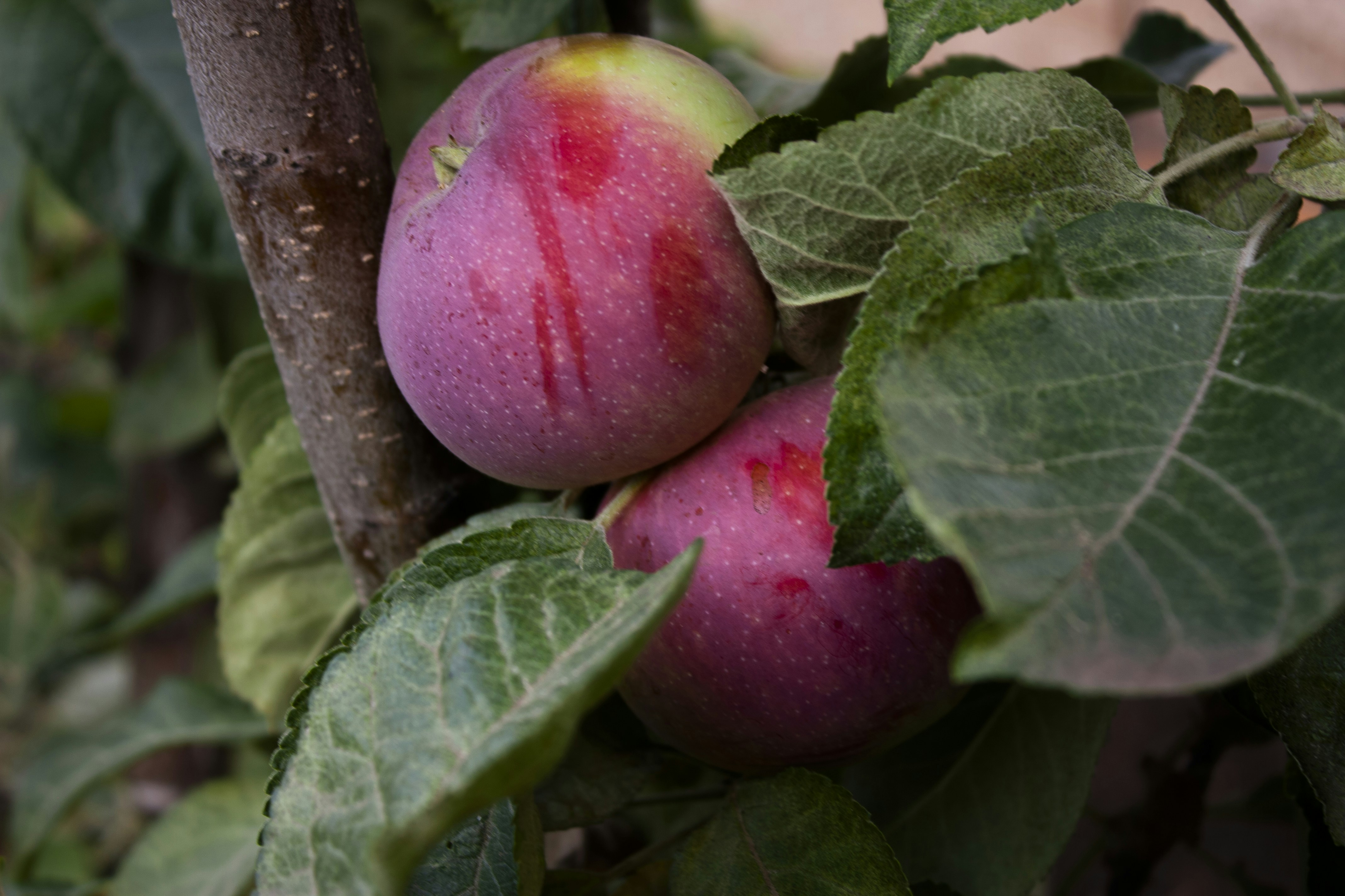 a close up of some fruit