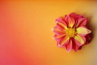 a pink flower on a yellow background