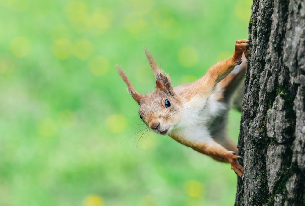 a squirrel climbing on a tree