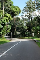 a road with trees on the side