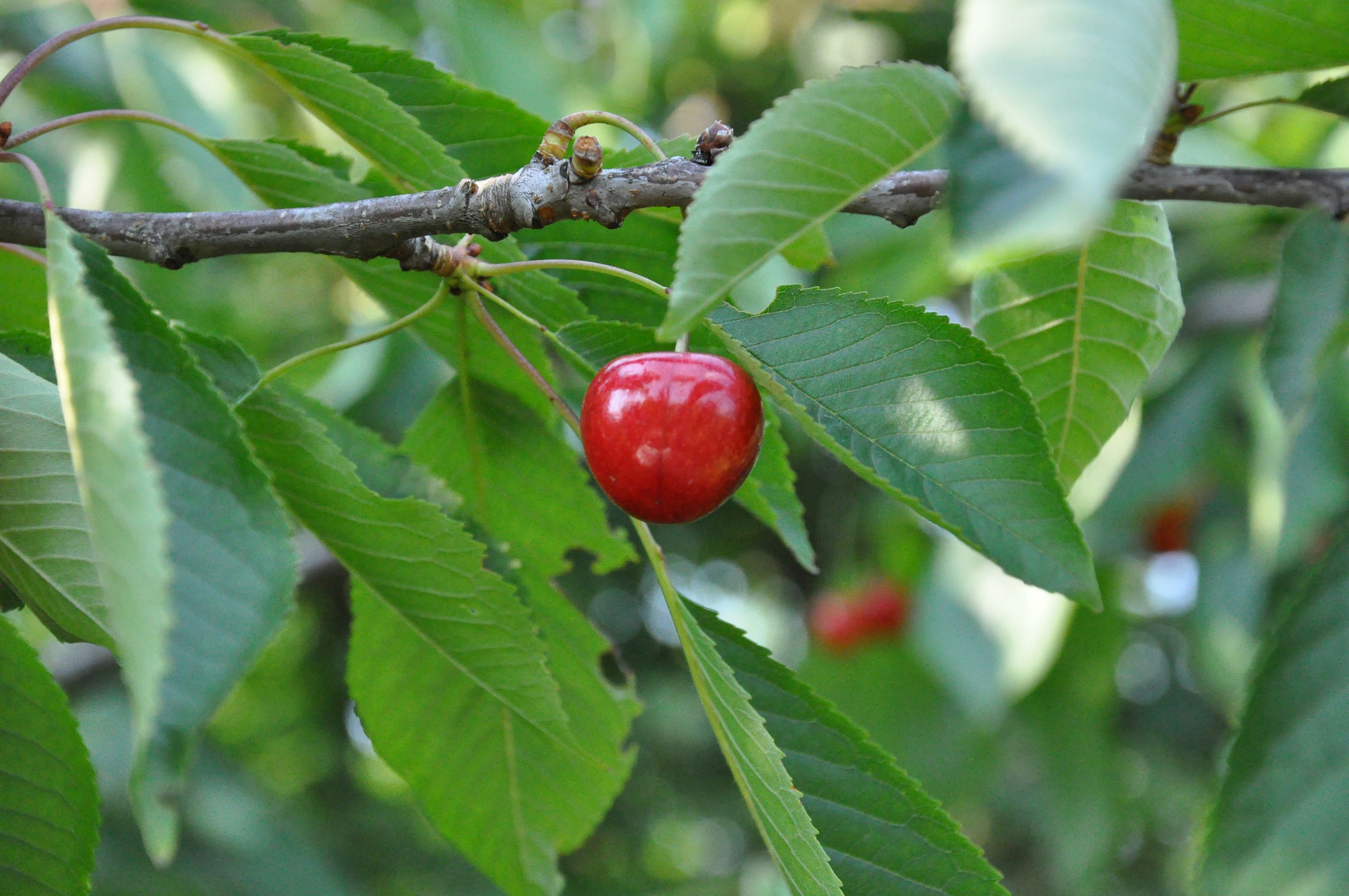 a close-up of a cherry tree
