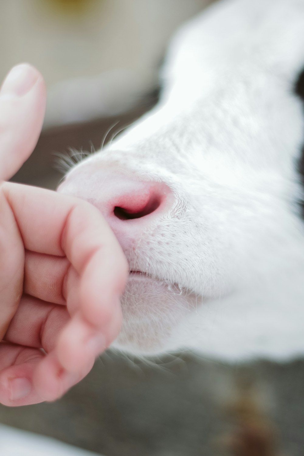 una mano che tocca un gatto bianco