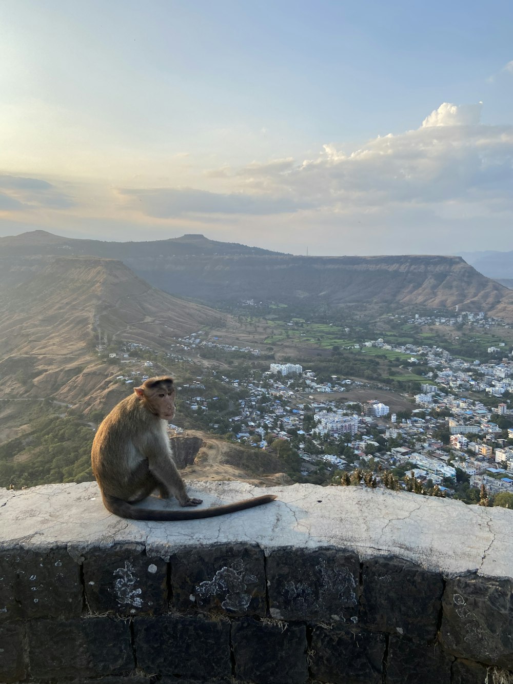 a monkey sitting on a ledge overlooking a valley