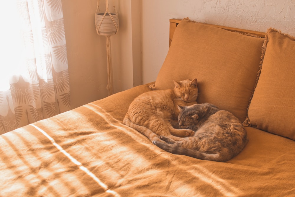 a couple of cats lying on a bed