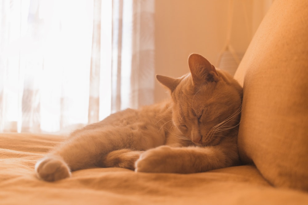 a cat lying on a couch