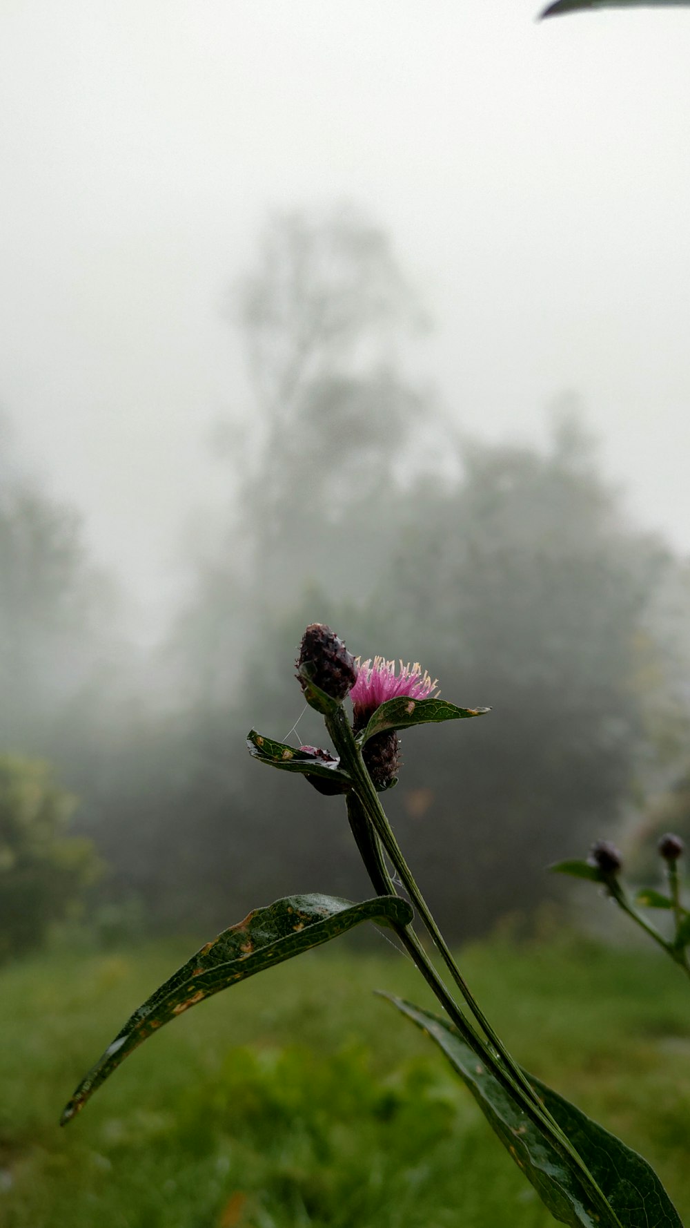 a close up of a flower