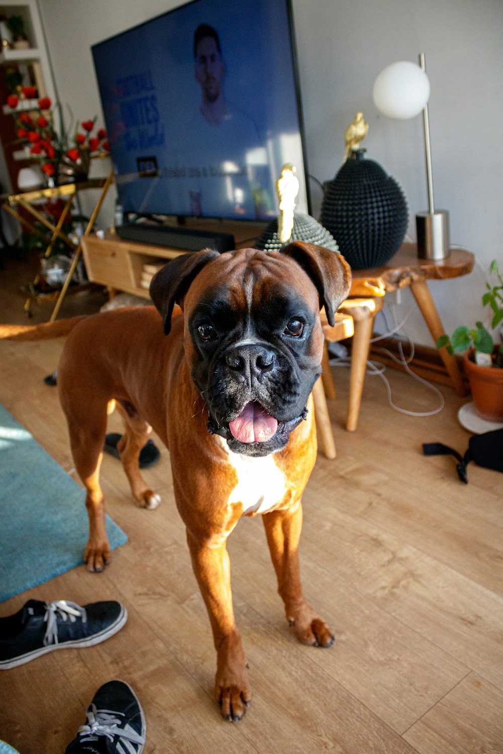 a dog sitting on the floor