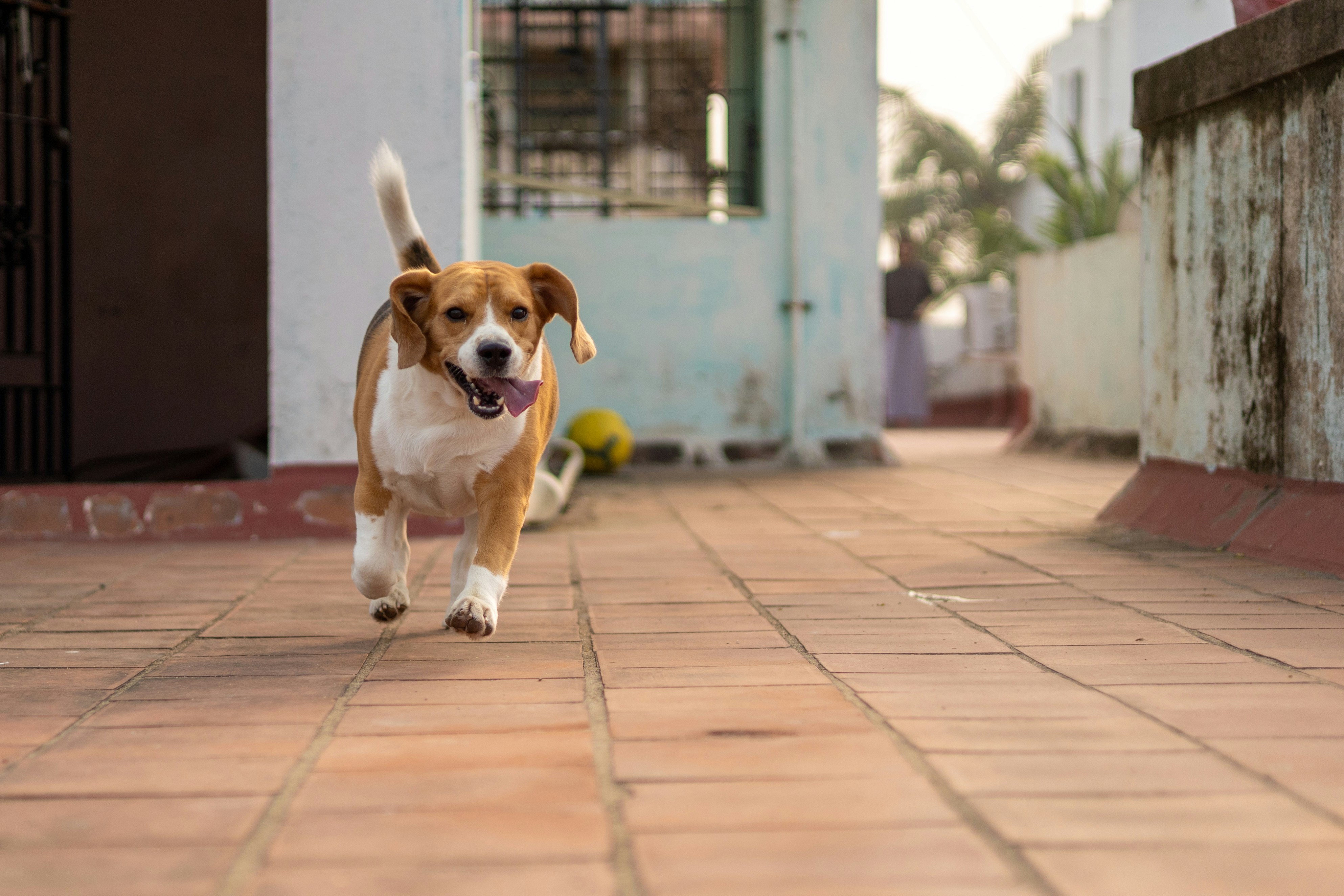 a dog running on a brick walkway