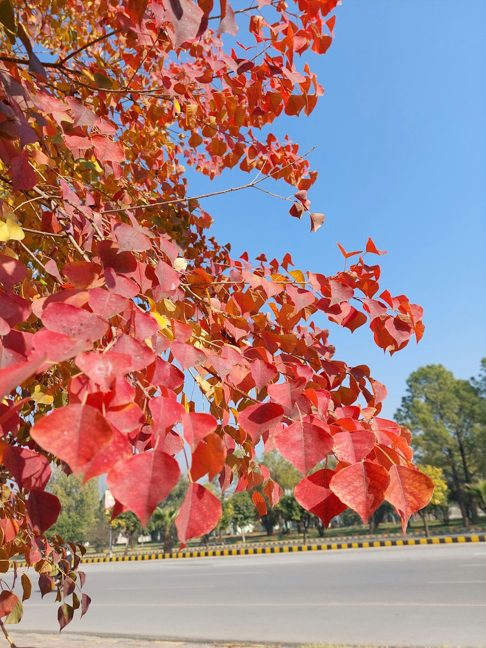 a tree with red leaves