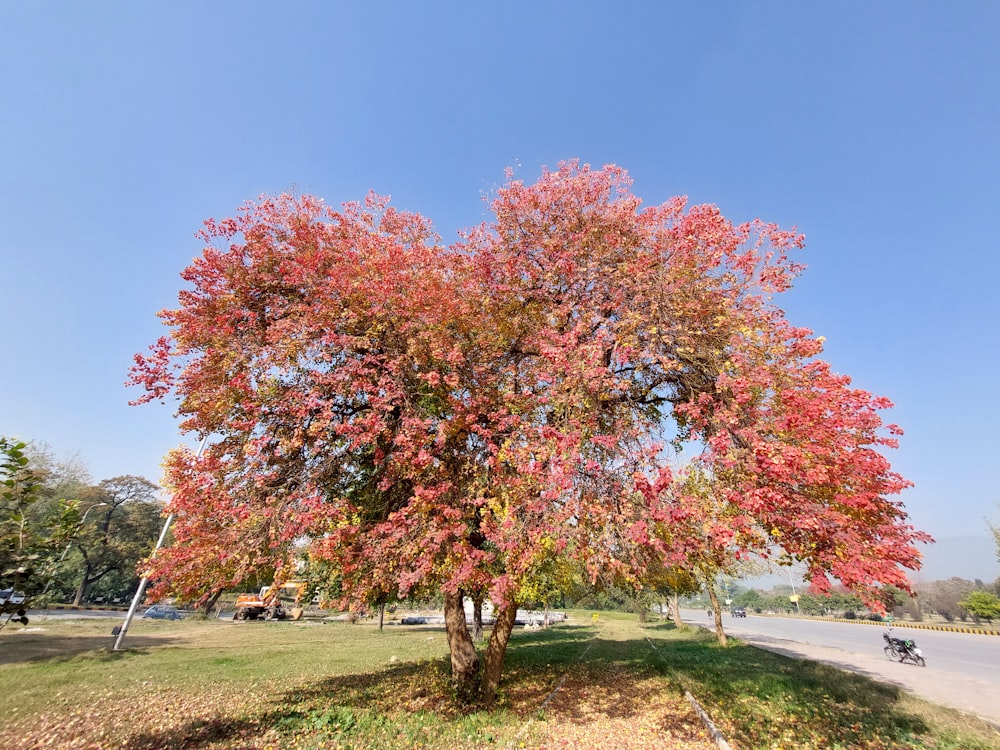 a tree with red leaves