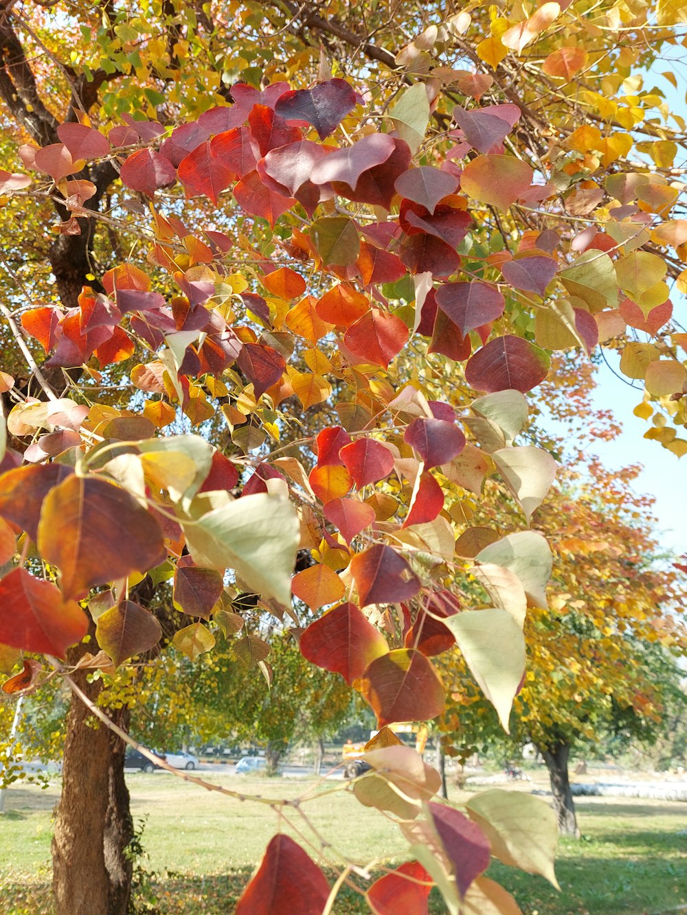 a tree with many leaves