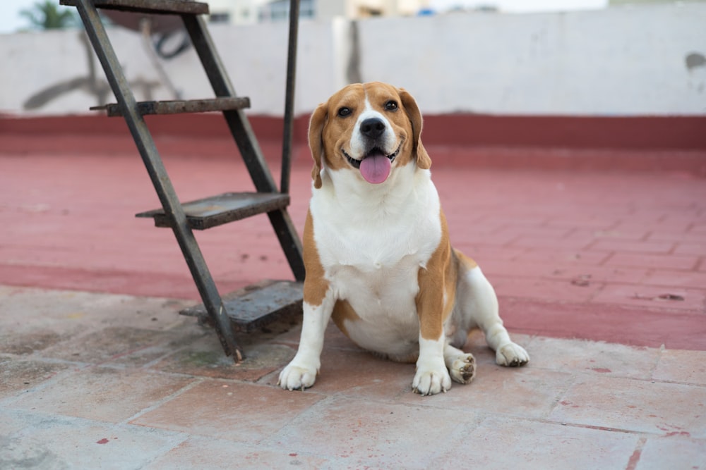 a dog sitting on a patio