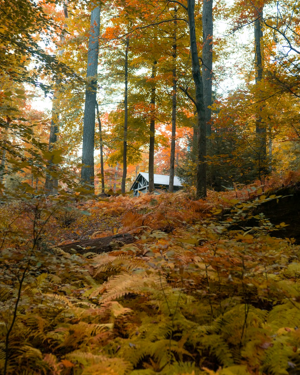 a car parked in a forest