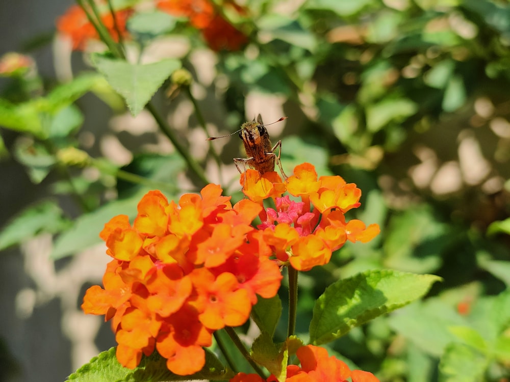 a bee on a flower